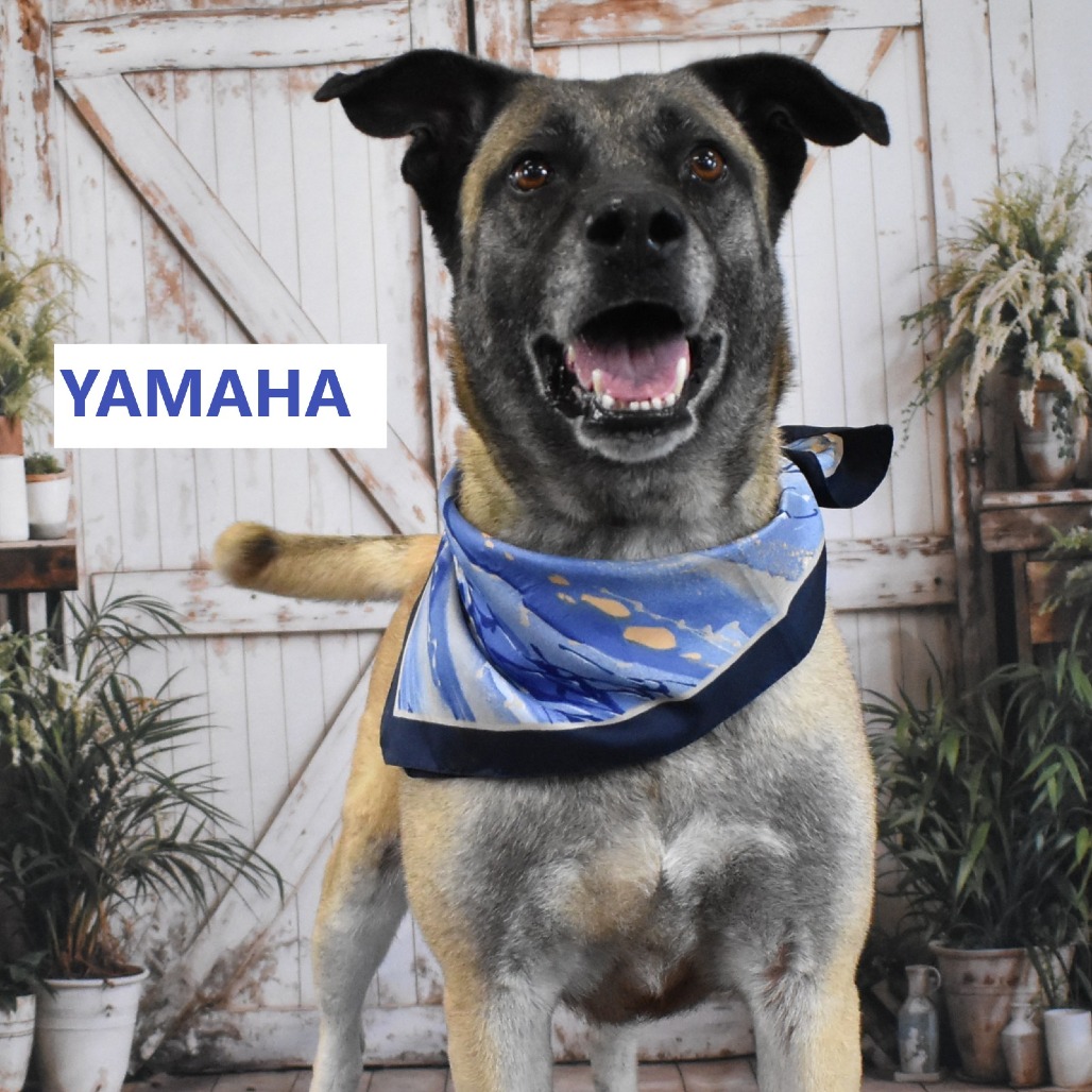 Yamaha 
