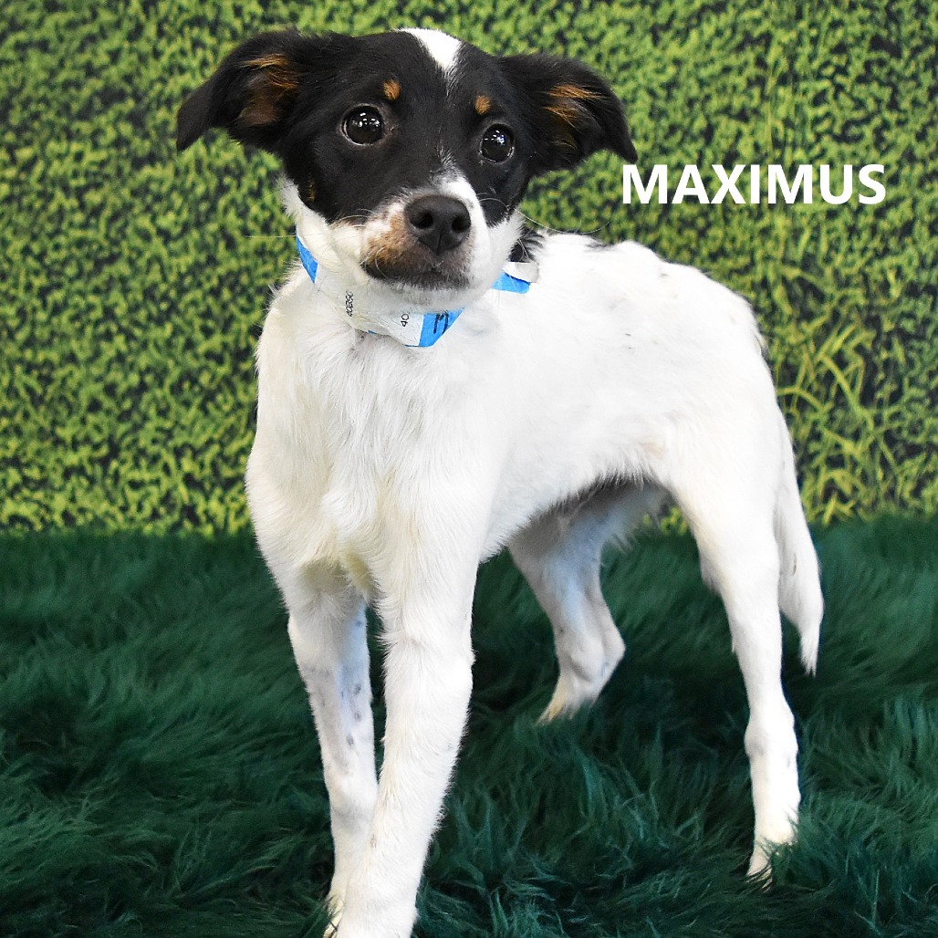 Maximus