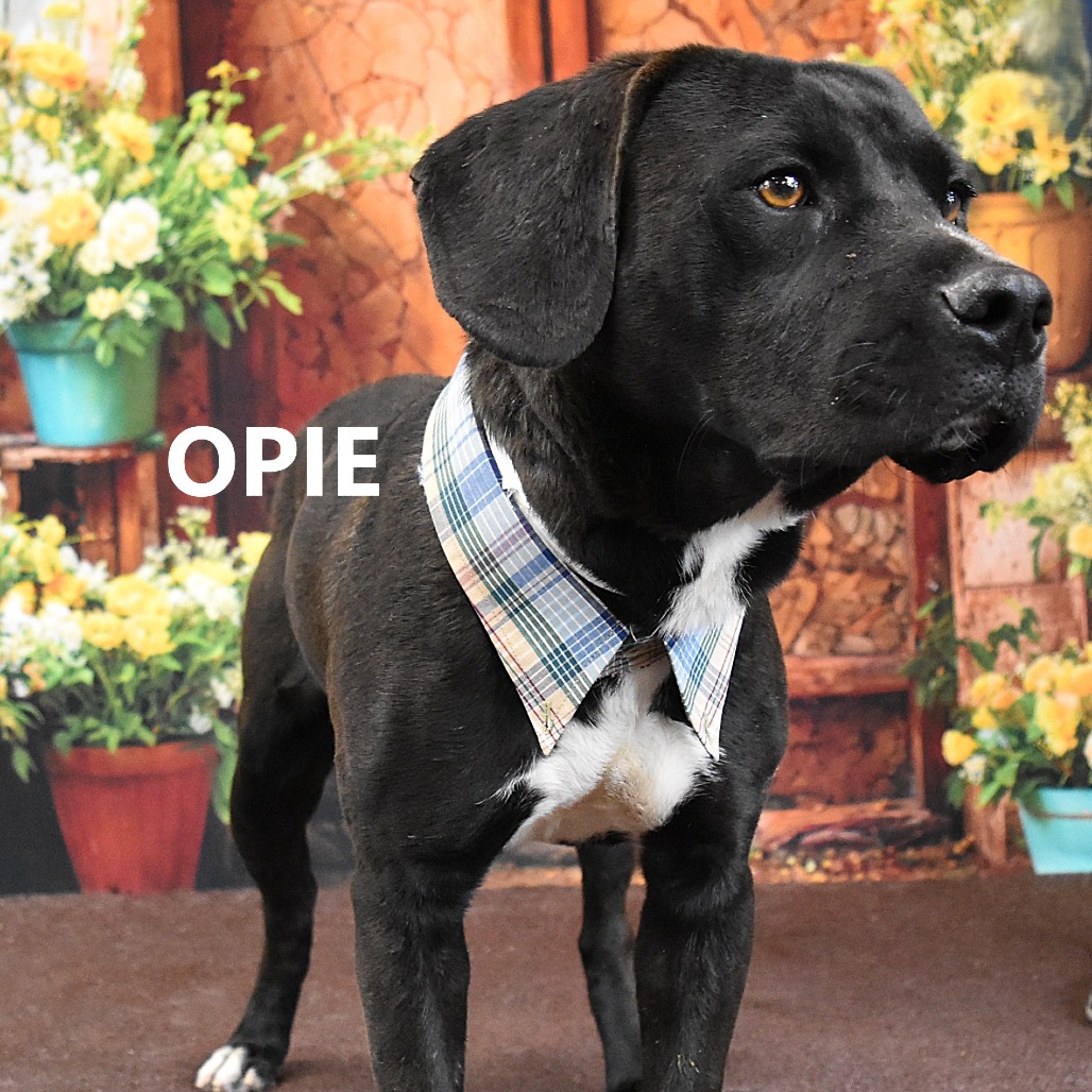 Opie
