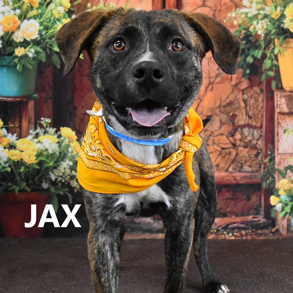 Jax
