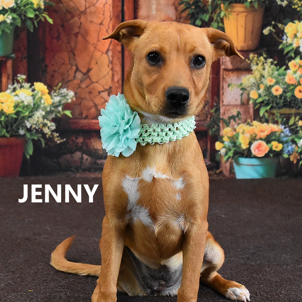 Jenny