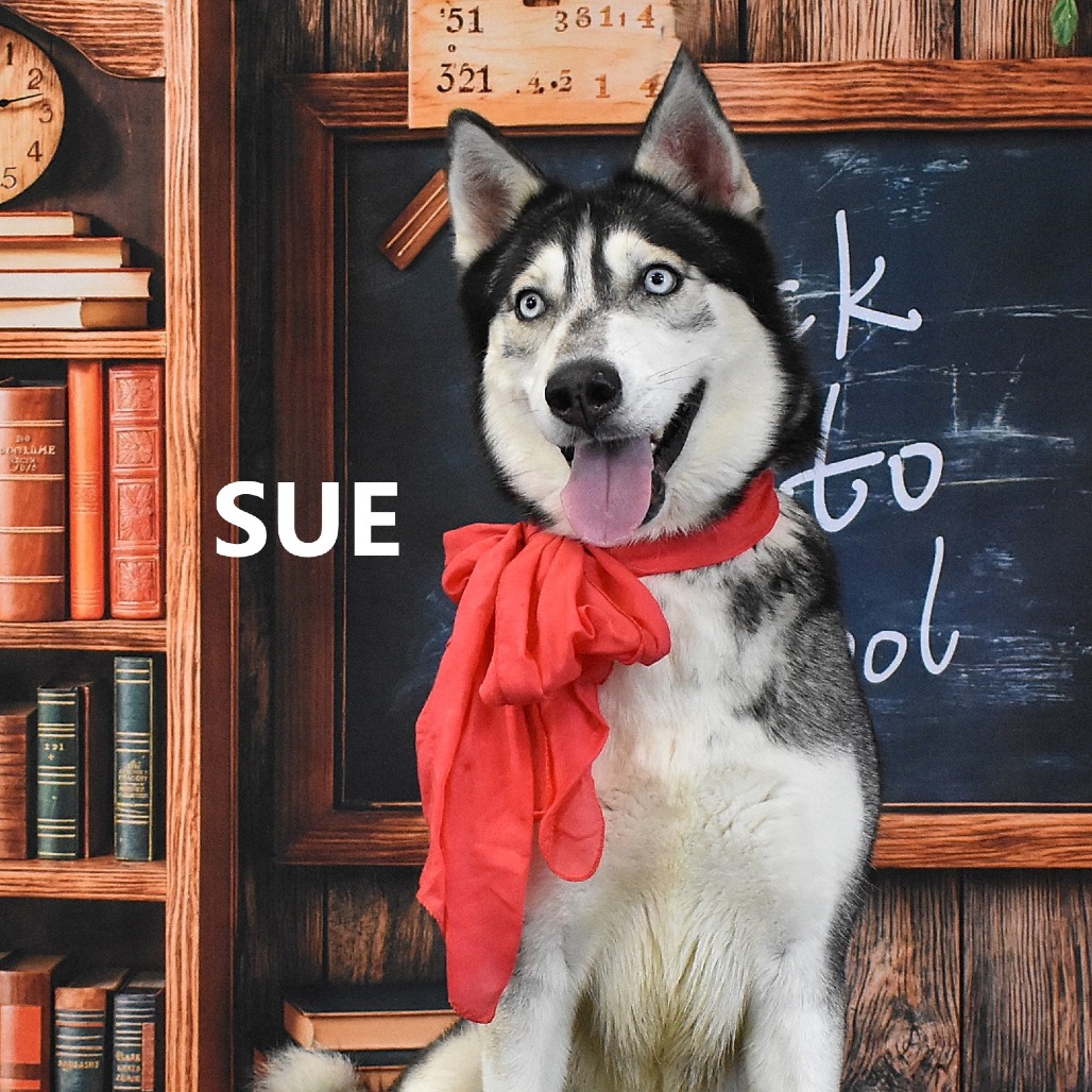 Sue
