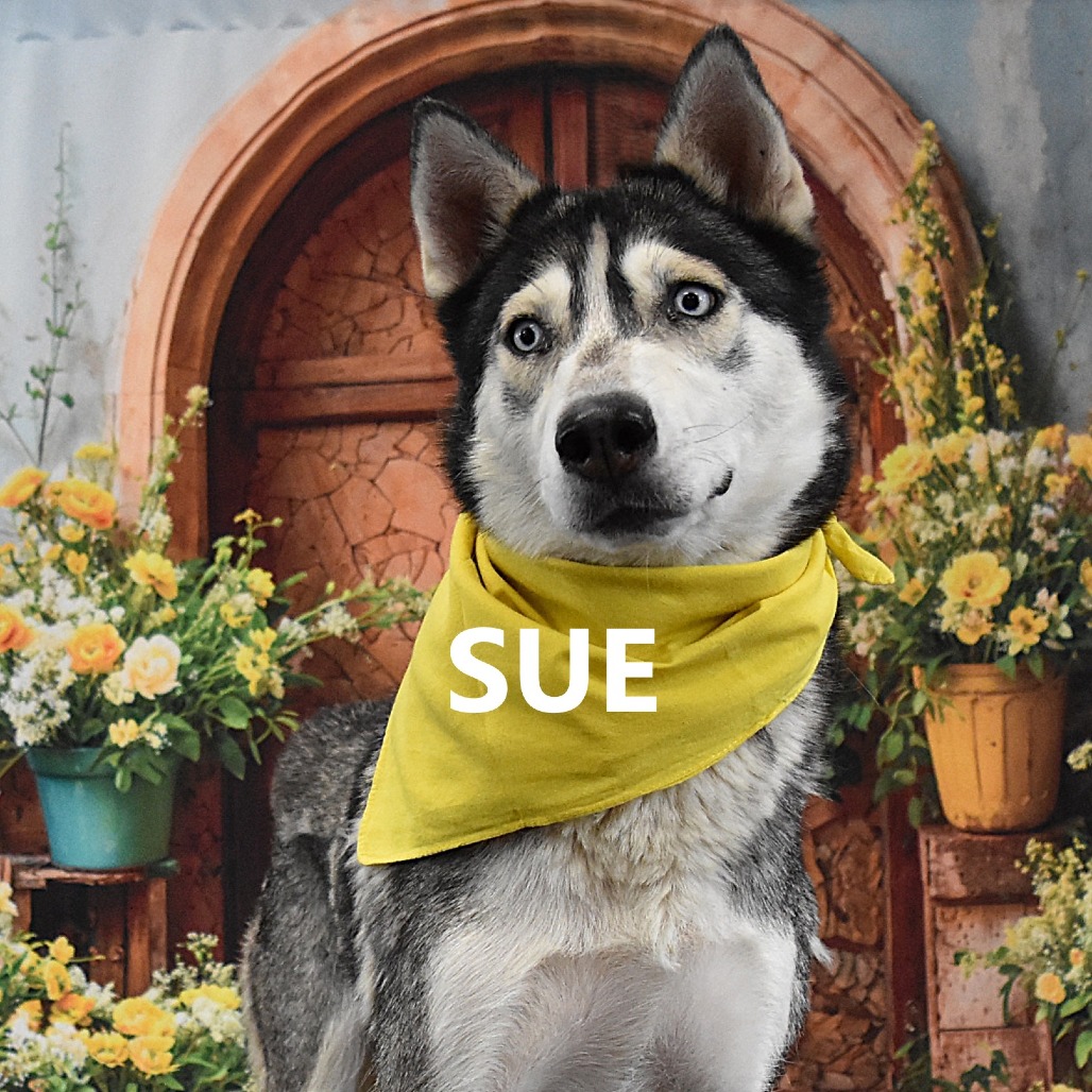 Sue
