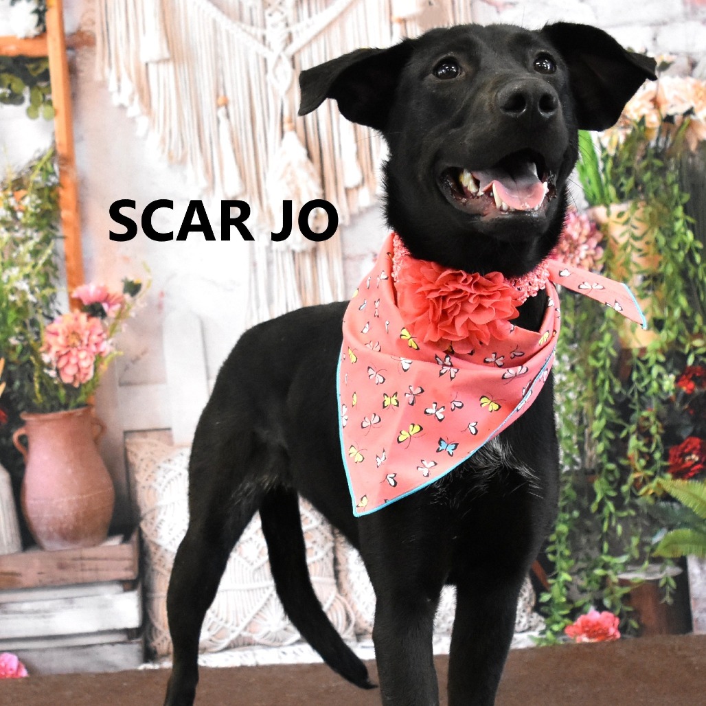 Scar Jo 