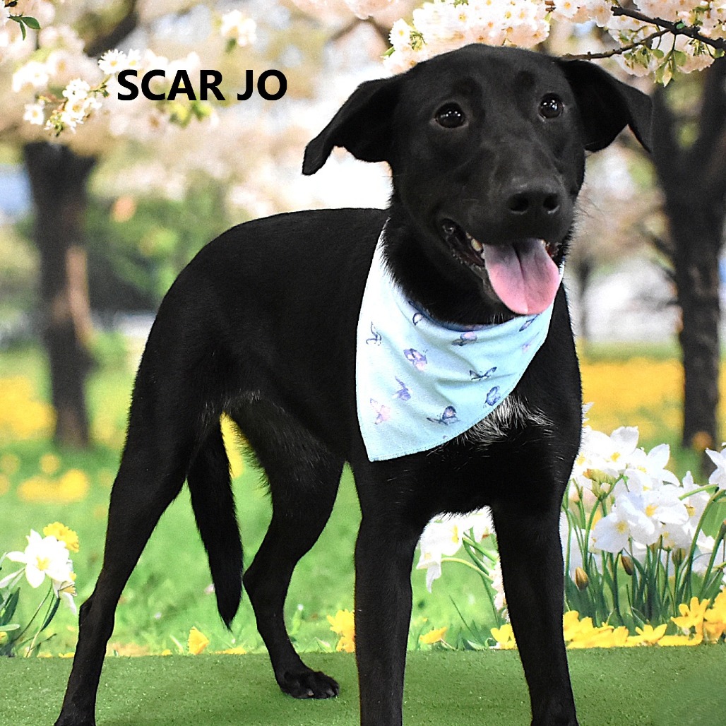 Scar Jo 