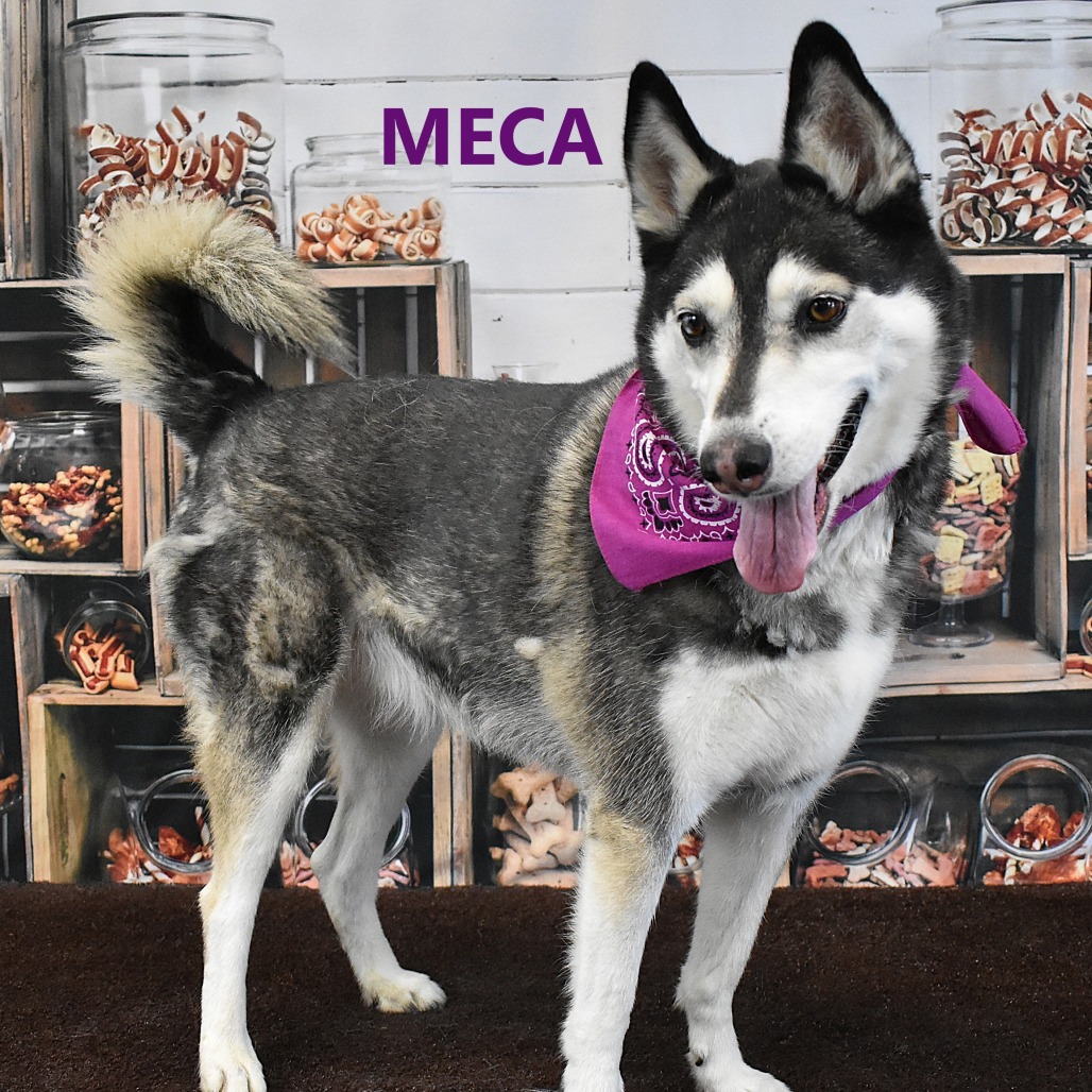 Meca