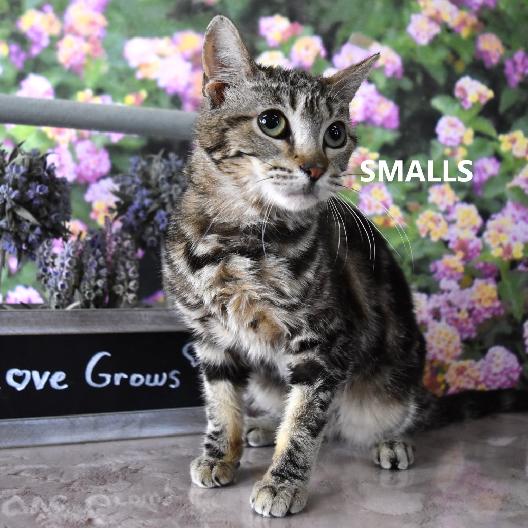 Smalls