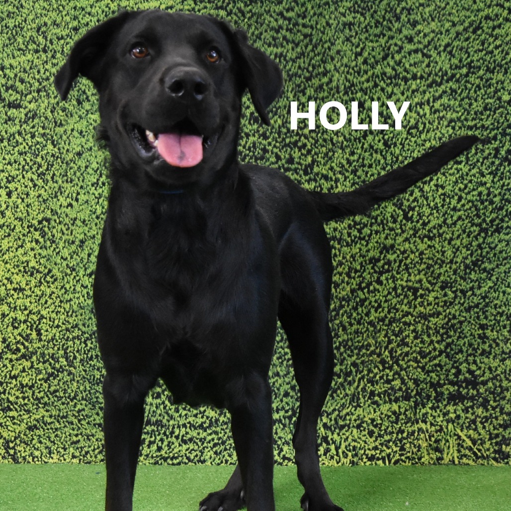 Holly