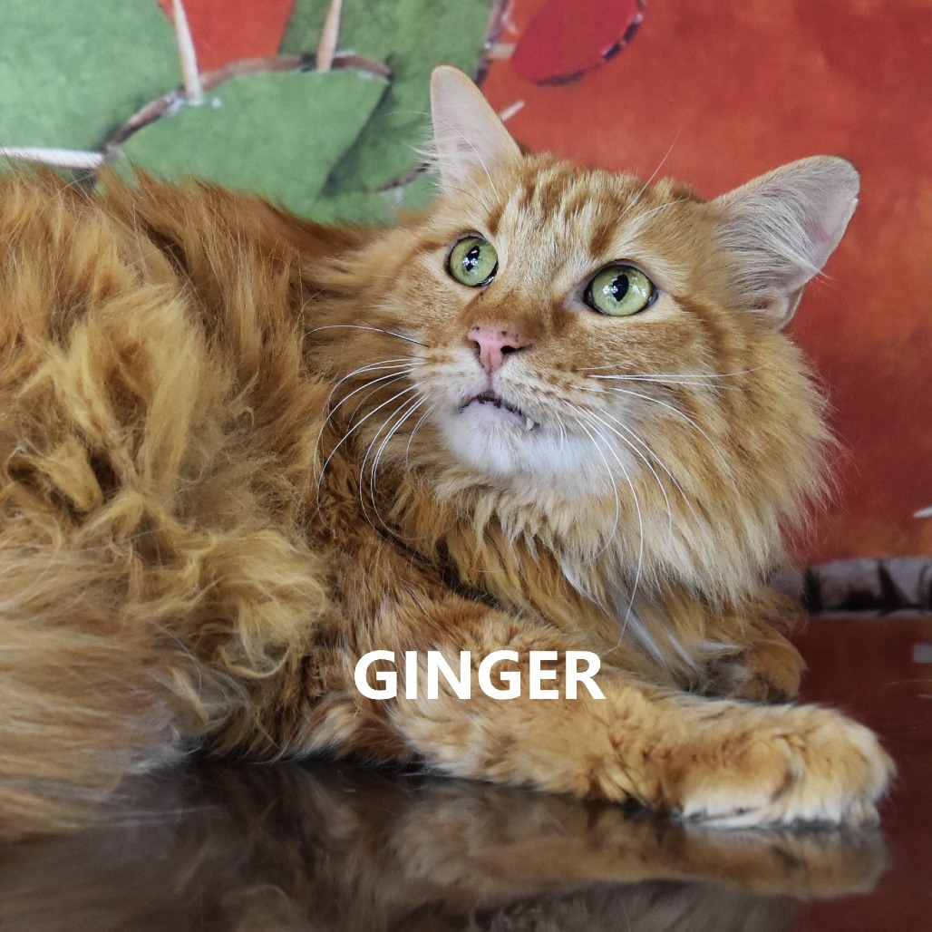 Ginger