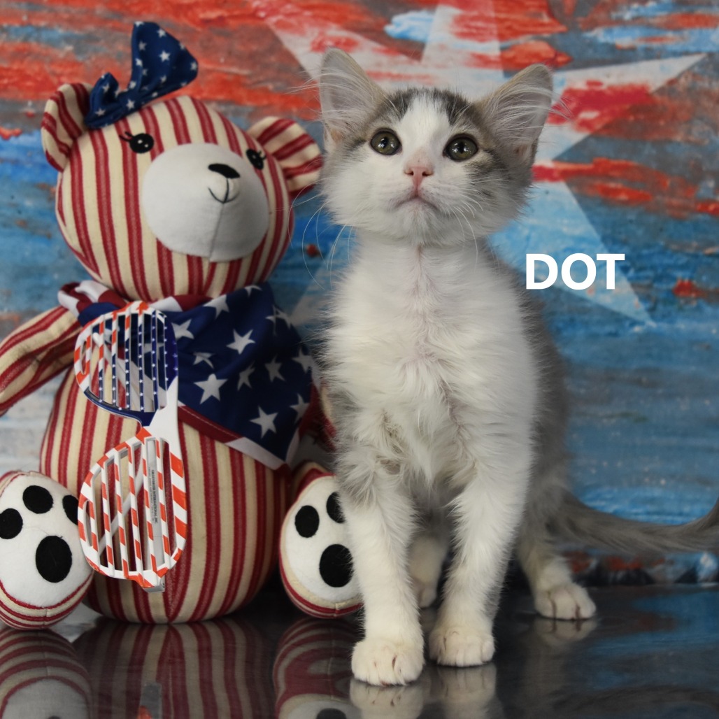 Dot