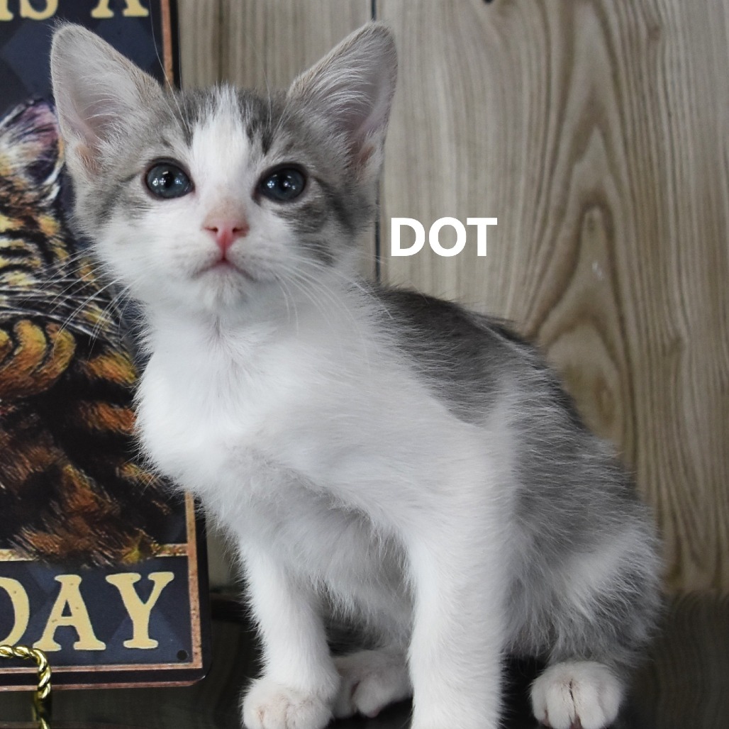 Dot