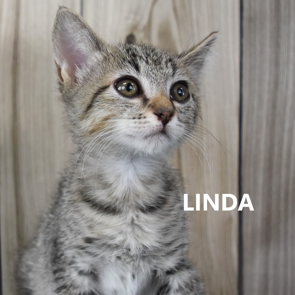 Linda