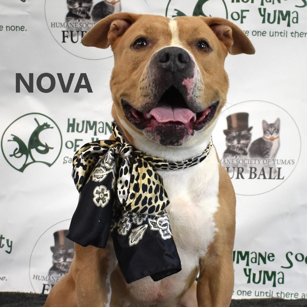 Nova