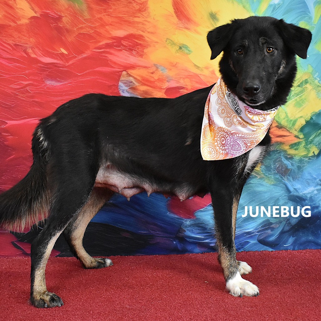 Junebug