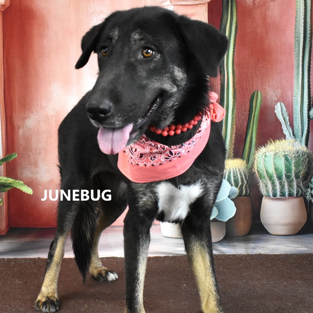 Junebug