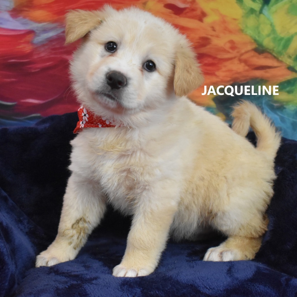 Jacqueline