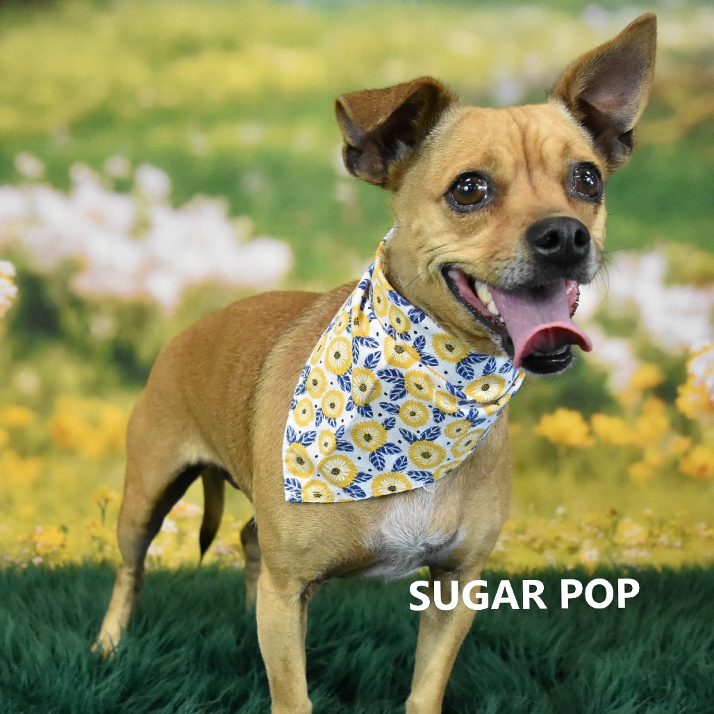 Sugar Pop 