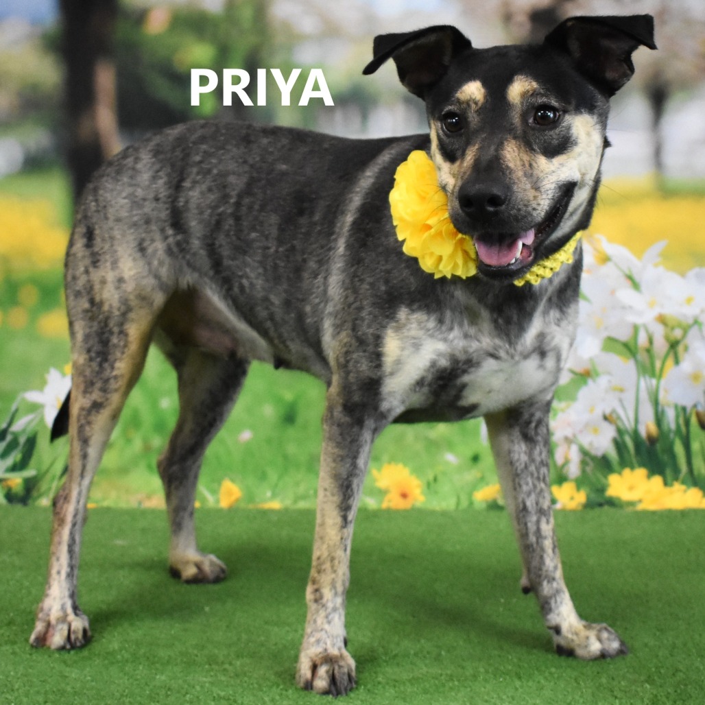 Priya