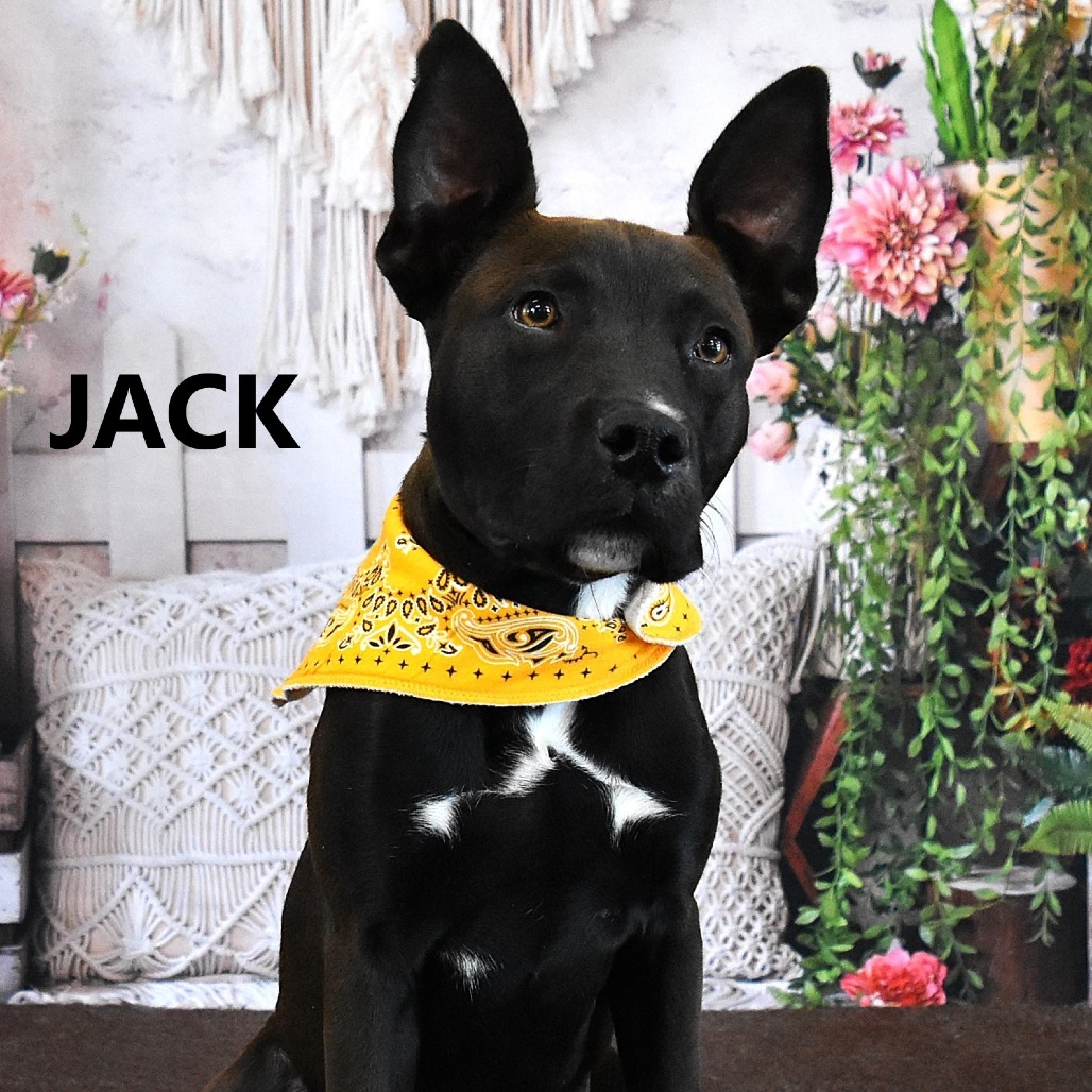 Jack 