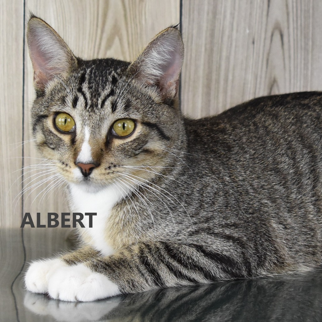 Albert