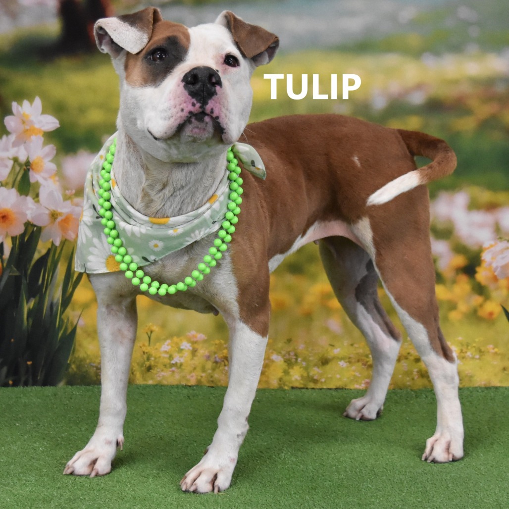 Tulip 