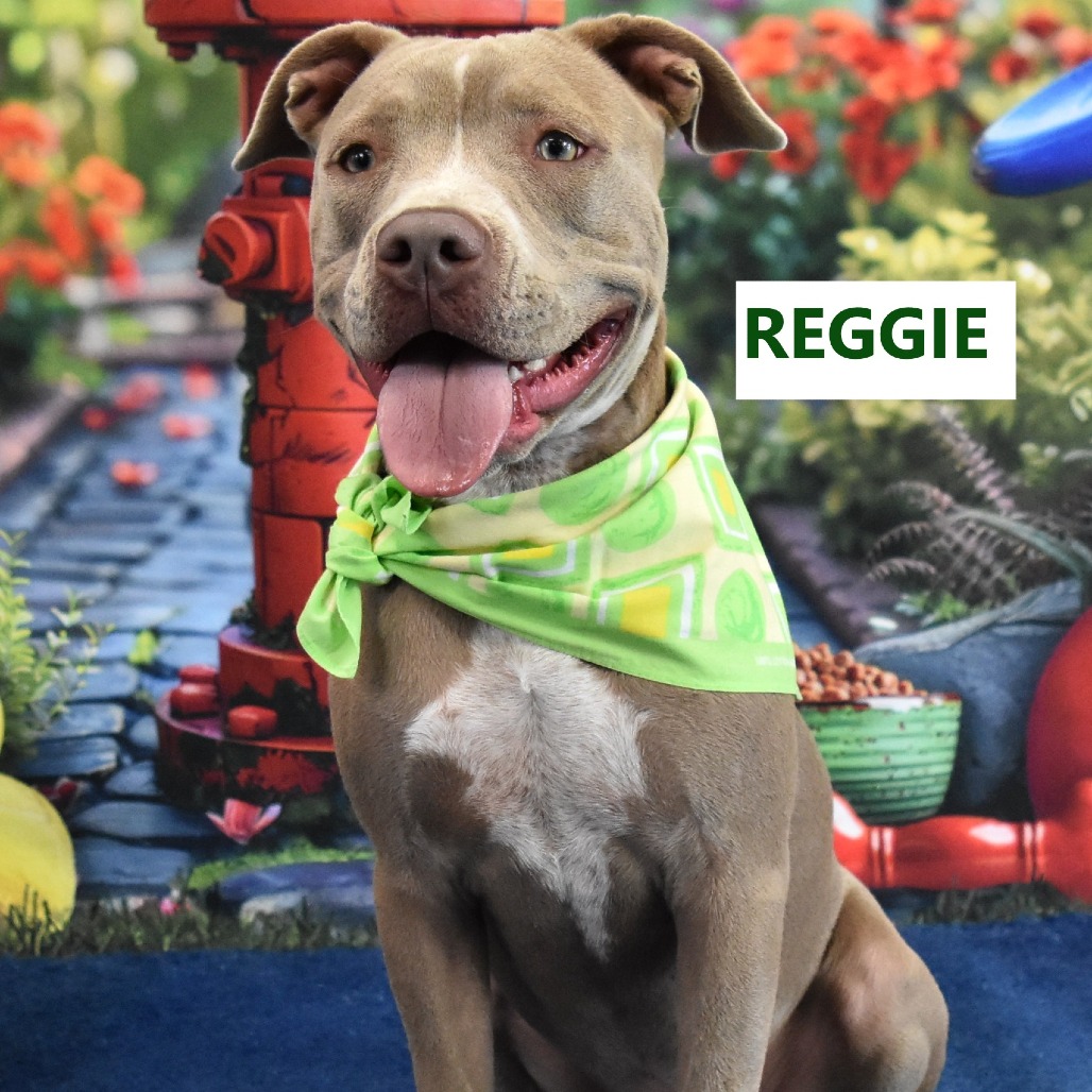 Reggie