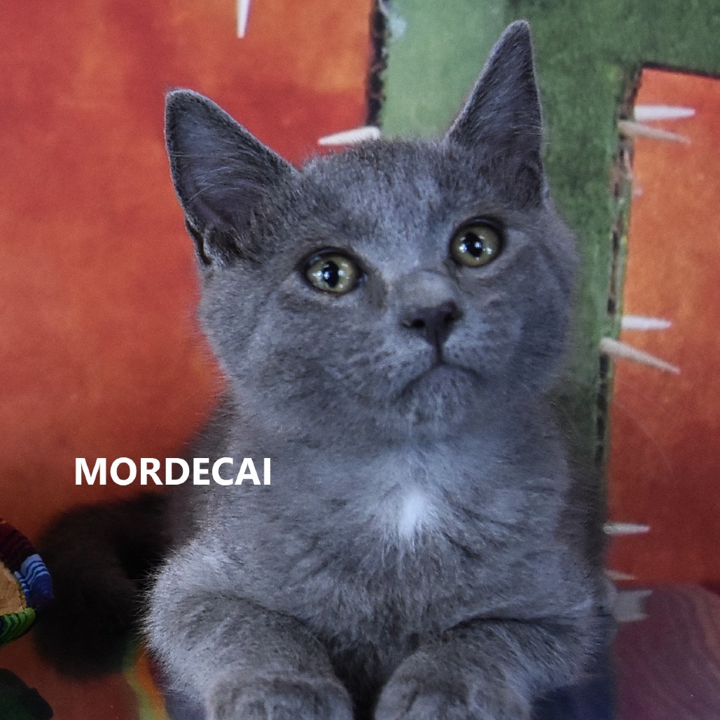 Mordecai 