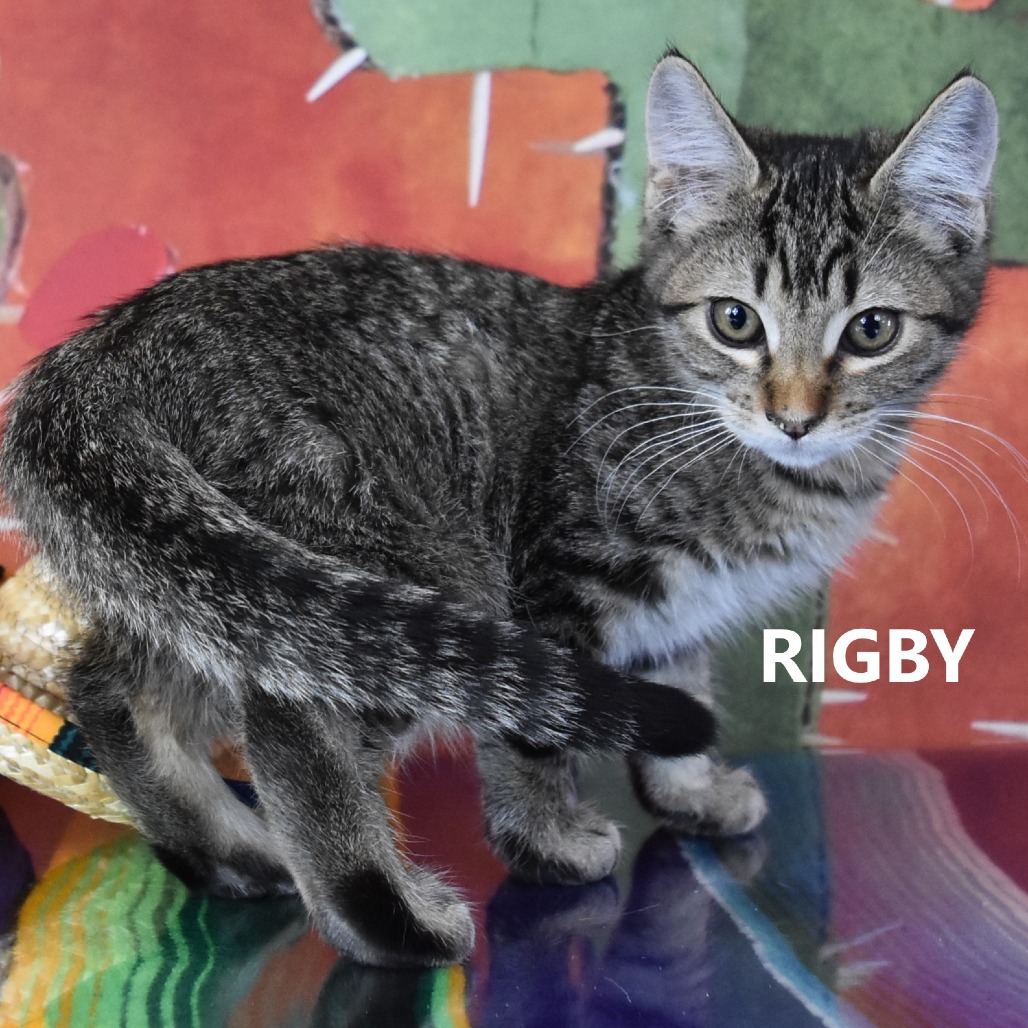 Rigby