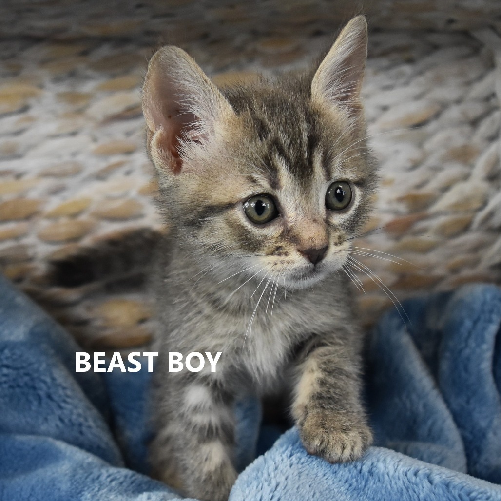 Beast boy