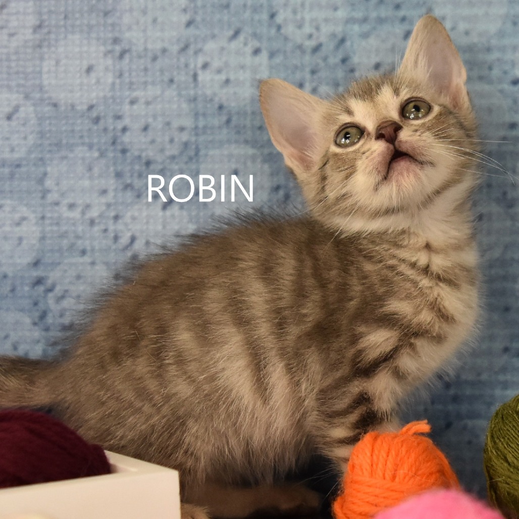 Robin