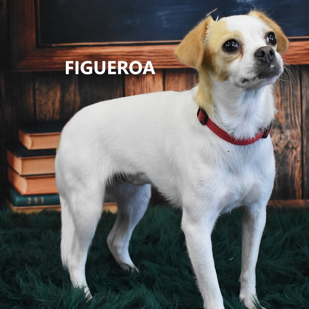 Figueroa