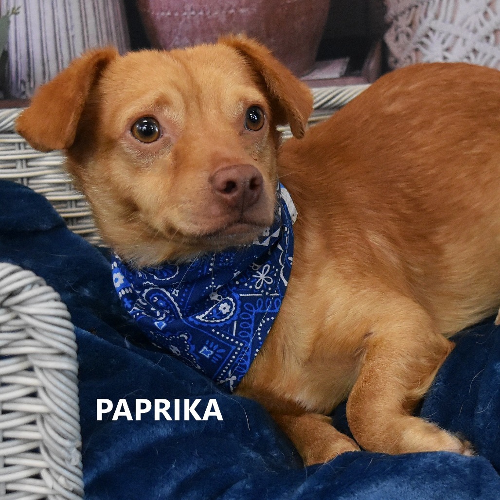 Paprika