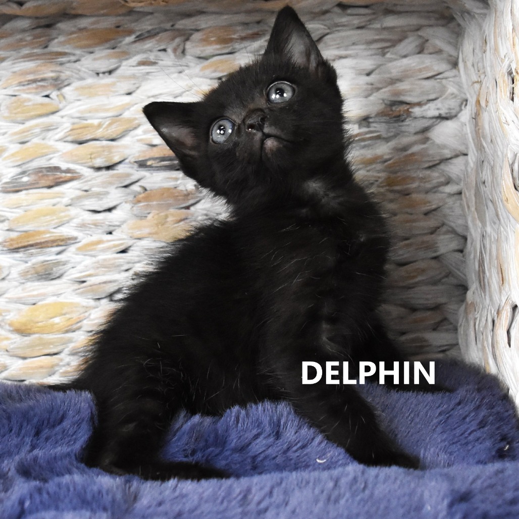 Delphin/Natto