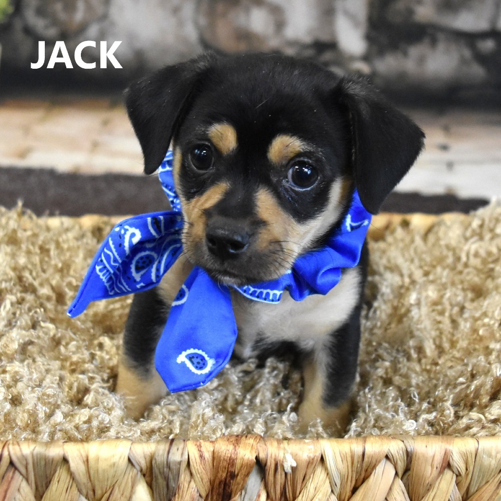 Blackie/Jack