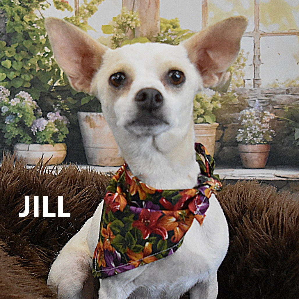 Jill