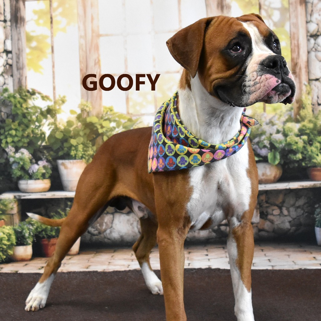 Goofy 