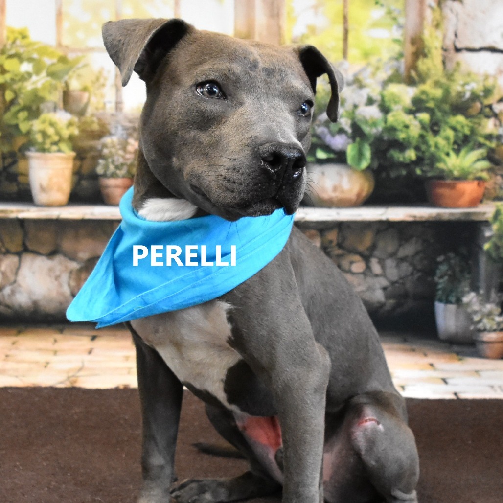 Perelli