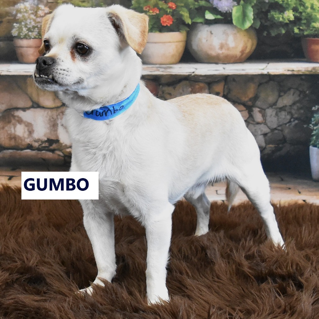 Gumbo