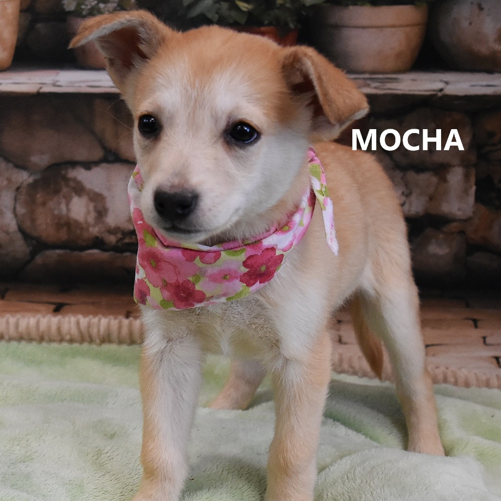 Mocha