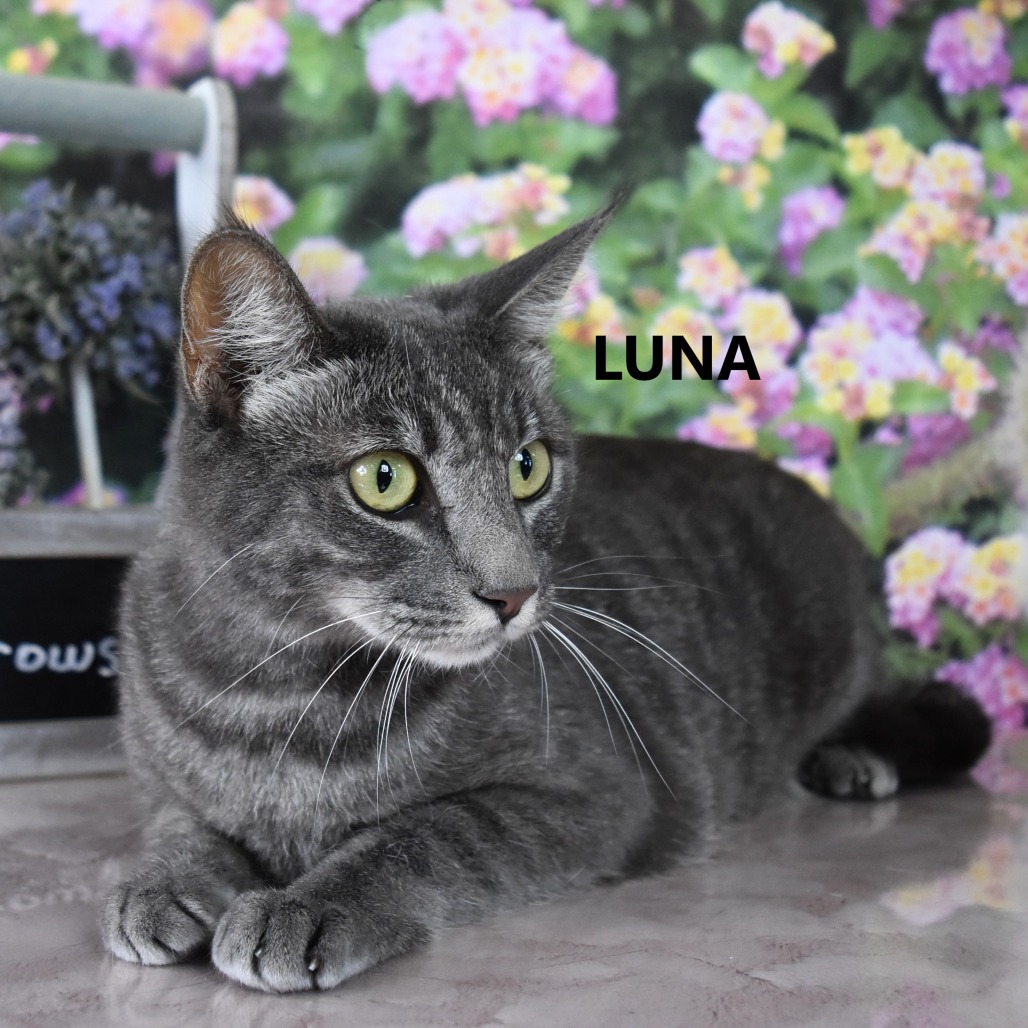 Luna 