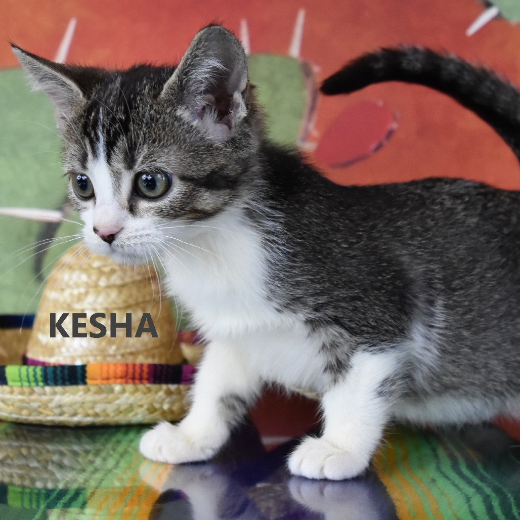 Kesha