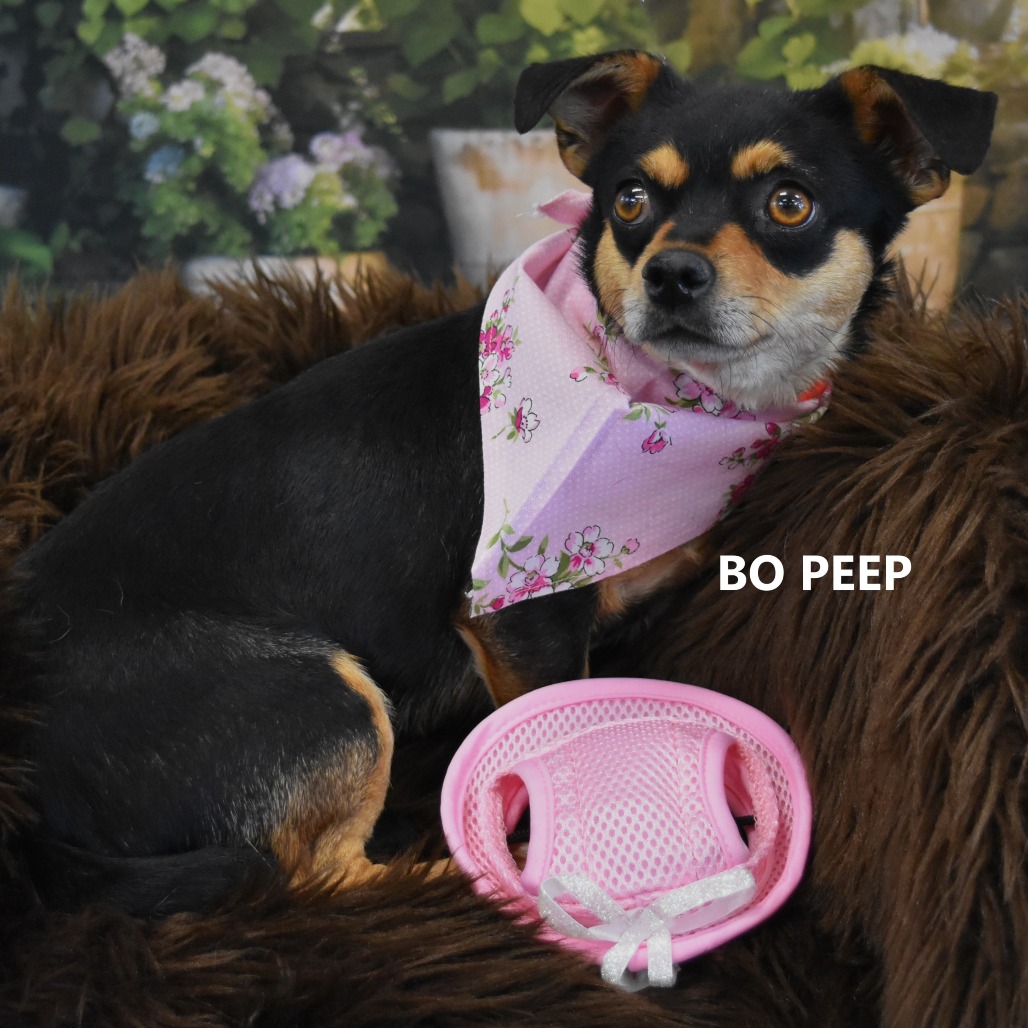 Bo peep