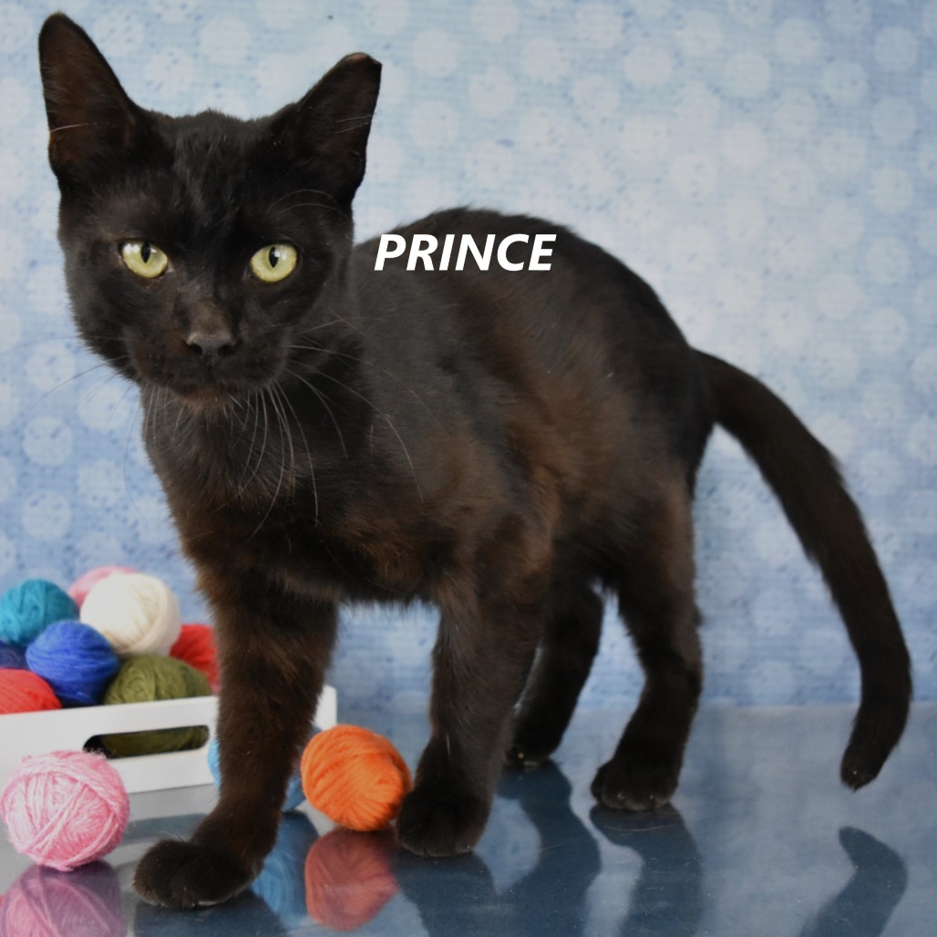 Prince 