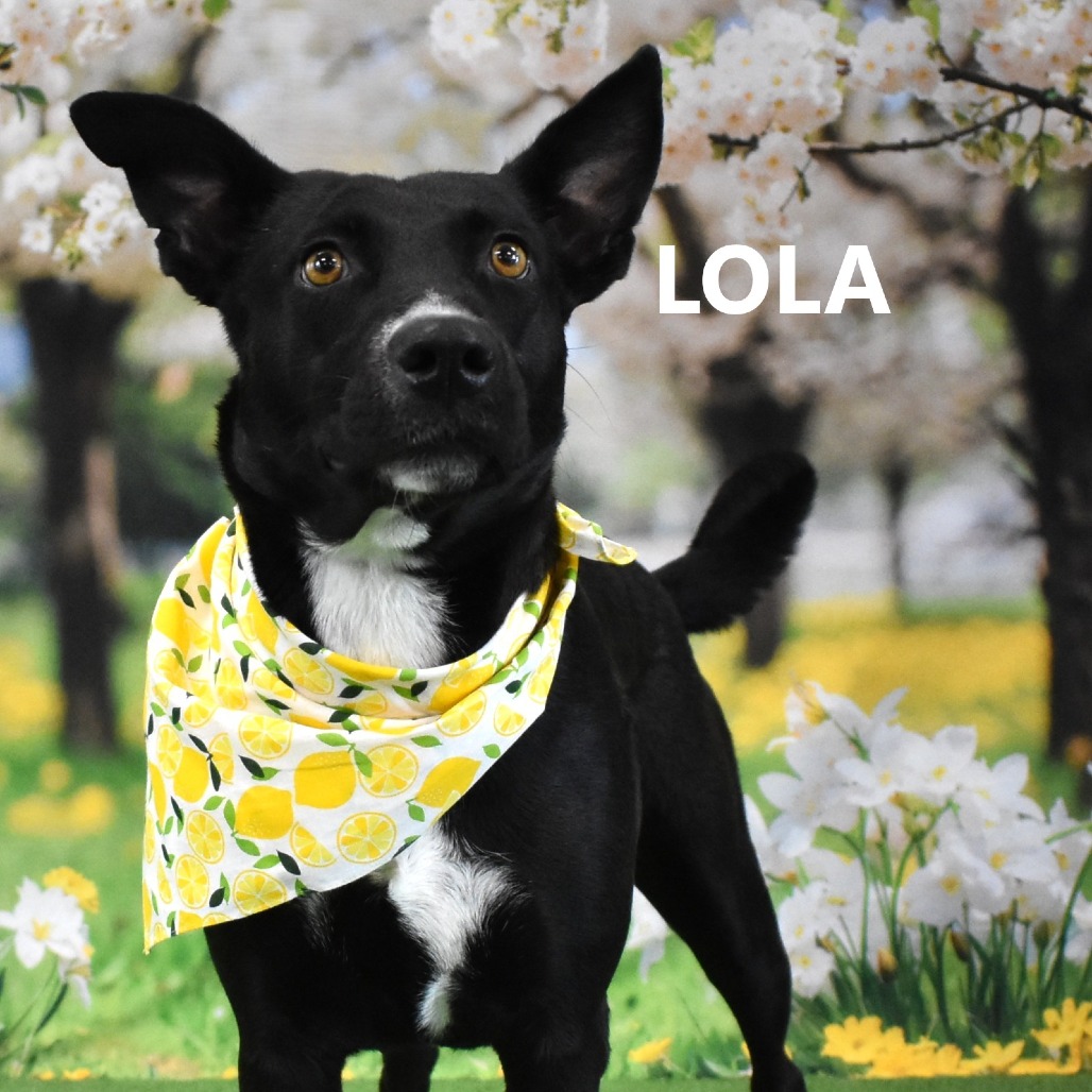 Lola