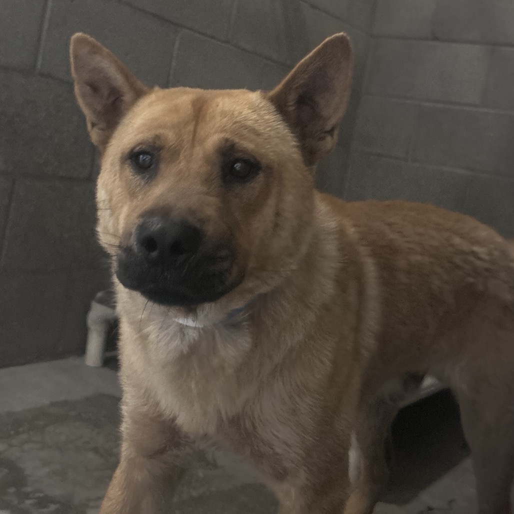Kona 