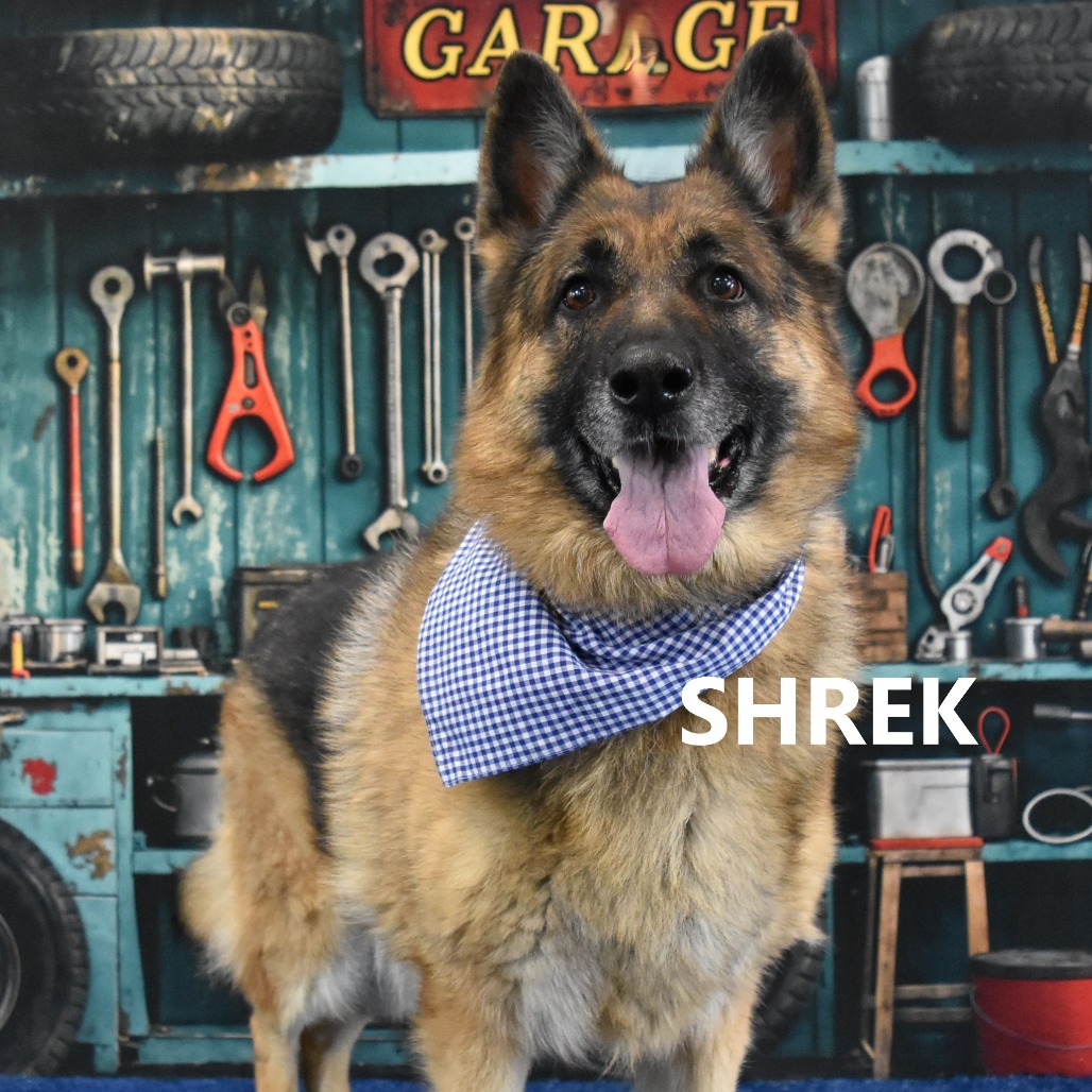 Shrek