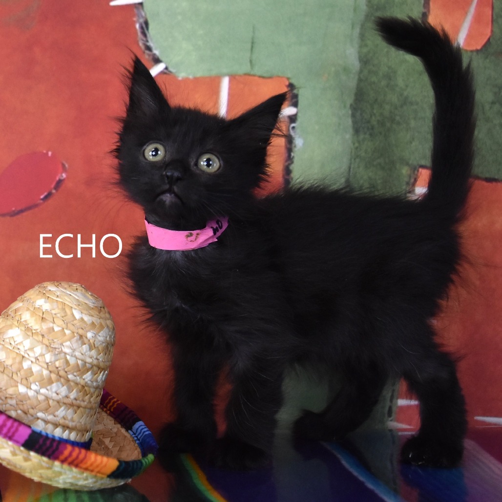 Echo