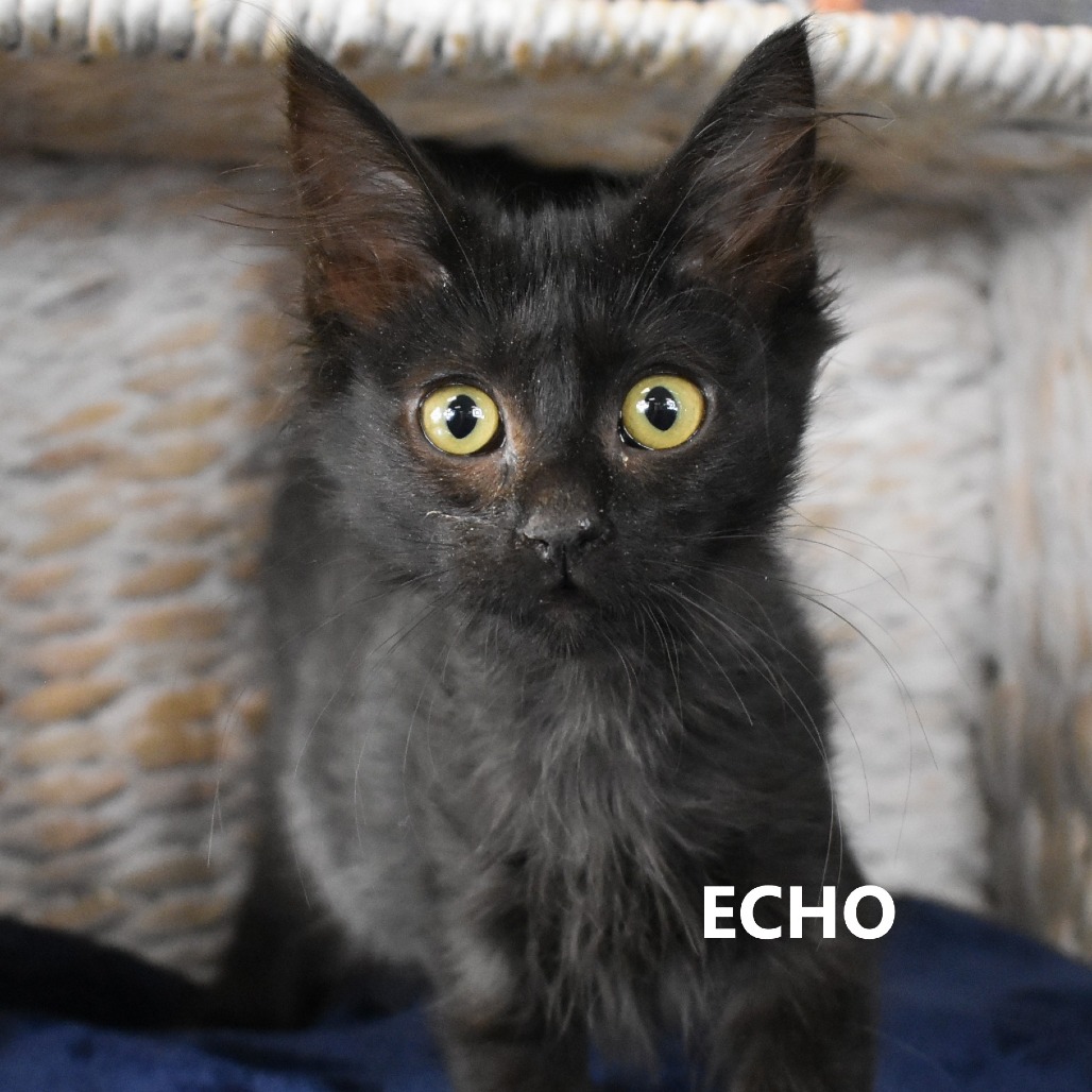 Echo