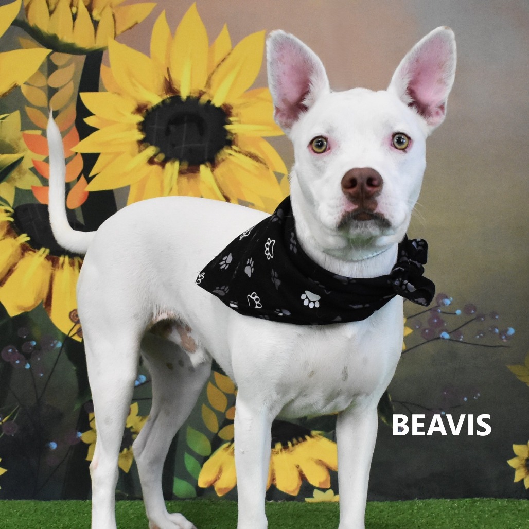 Beavis