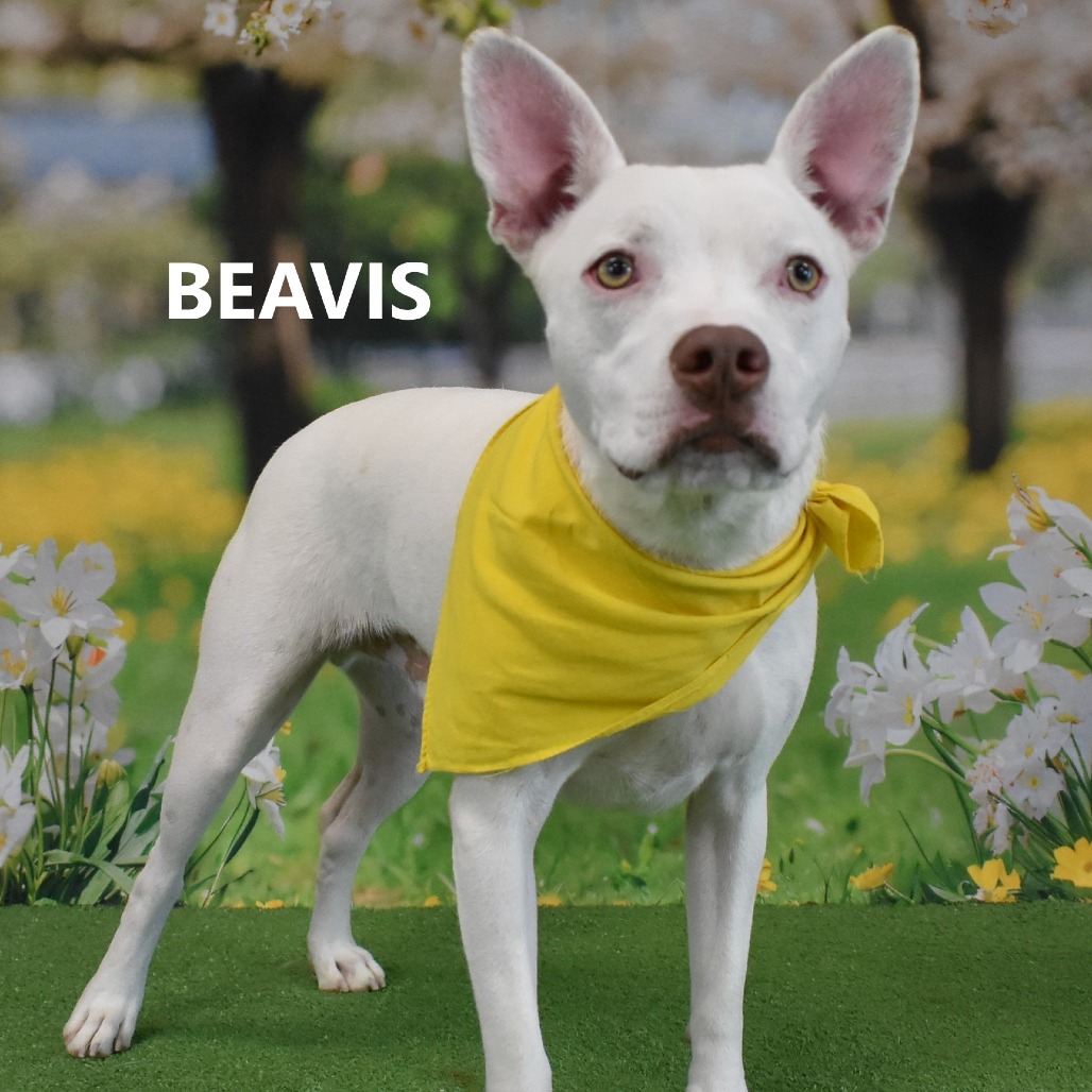 Beavis